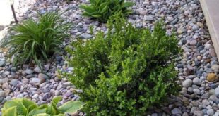 flower beds in front of house with rocks