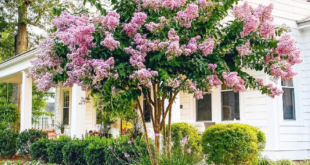 landscaping near house