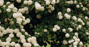 shrubs for landscaping