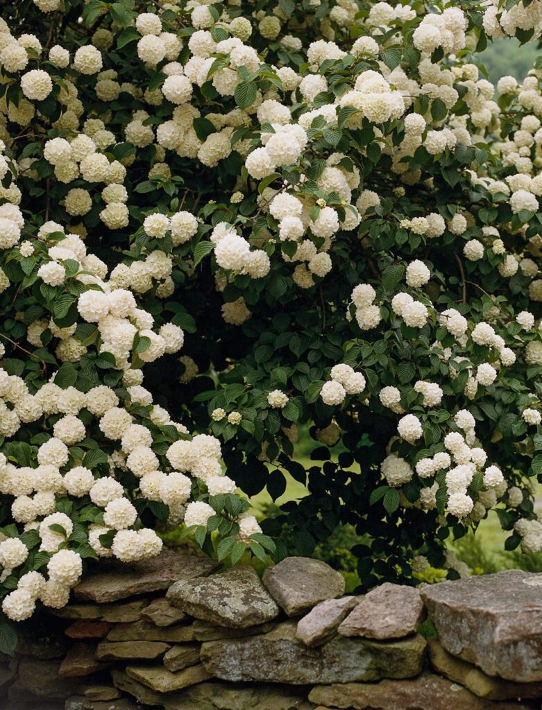 shrubs for landscaping