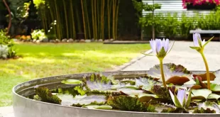 small garden with fountain