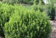 shrubs for landscaping