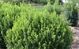 shrubs for landscaping