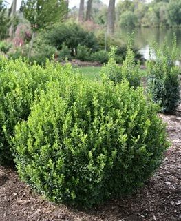 shrubs for landscaping