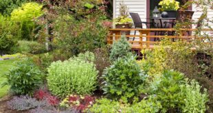 landscaping around patio