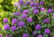 shrubs for landscaping