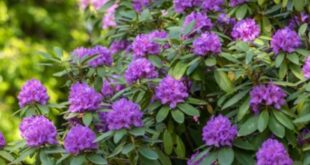 shrubs for landscaping