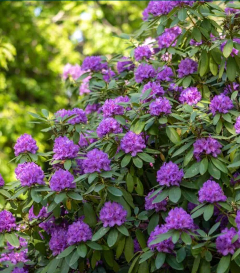 Enhancing Your Outdoor Space with Beautiful Shrubs for Landscaping