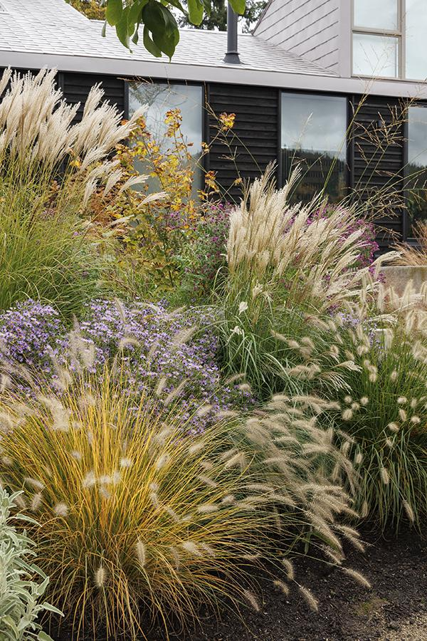 landscaping with ornamental grasses