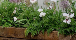 garden fence