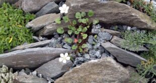 rock garden landscaping