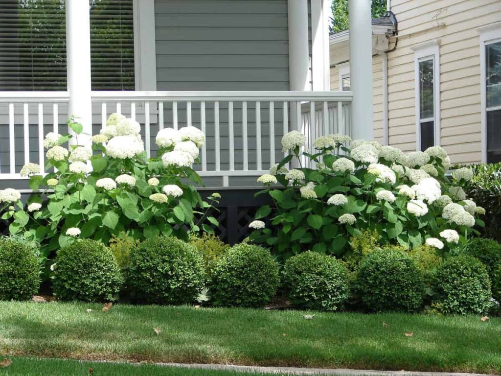 landscaping in front of porch