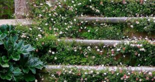 cottage landscaping