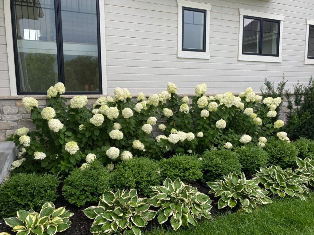 landscaping front of house