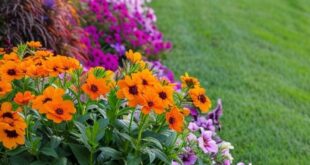 front yard flower beds