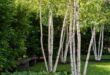 garden design trees