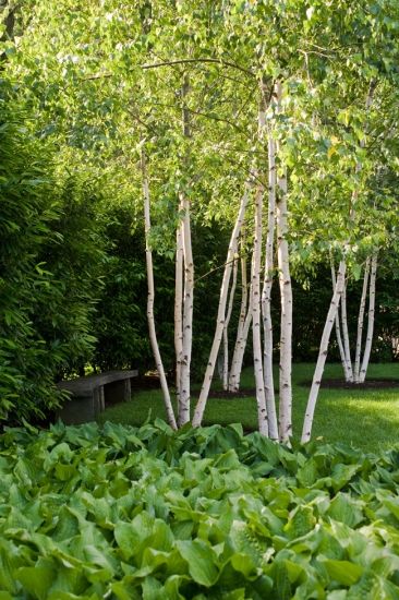 Enhancing your Garden with Beautiful Tree Designs