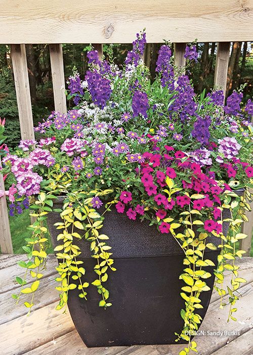 Exploring Diverse Options for Garden Containers