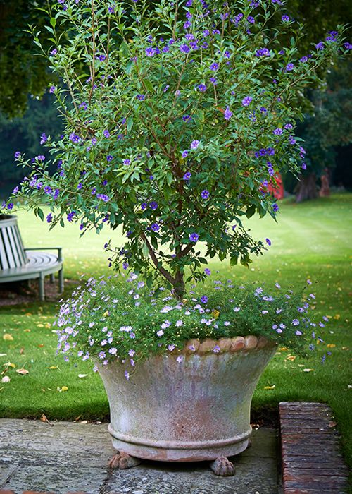 Exploring the Beauty and Versatility of Garden Planter Pots