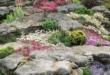 rock garden