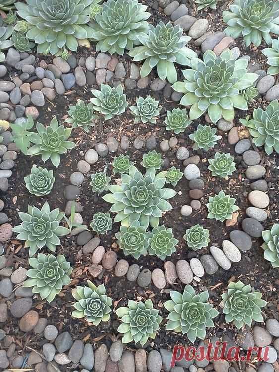 Exploring the Beauty of Rock Gardens: A Tranquil Oasis of Natural Elegance