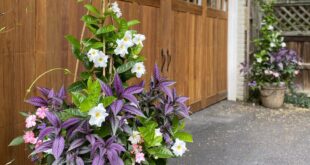 garden containers