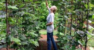 vertical gardening