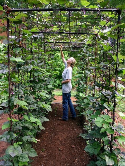 Exploring the World of Vertical Gardening