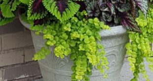 garden containers