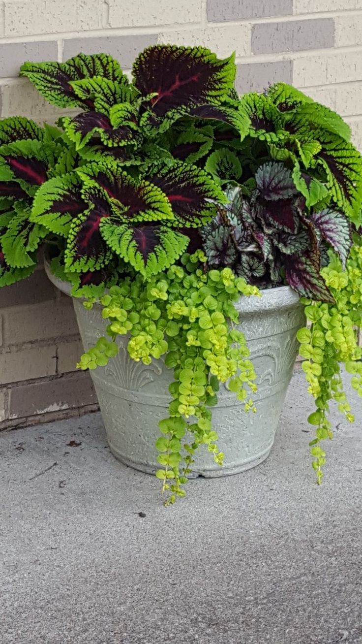 Exploring the endless possibilities of garden containers