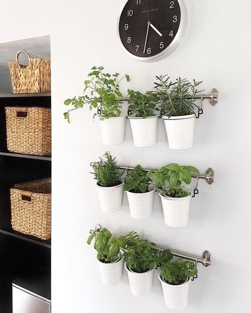 Grow Your Own Fresh Herbs in Your Home