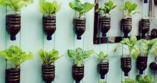 vertical gardening