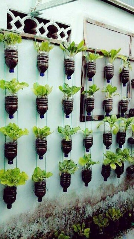 Growing Up: The Beauty of Vertical Gardening