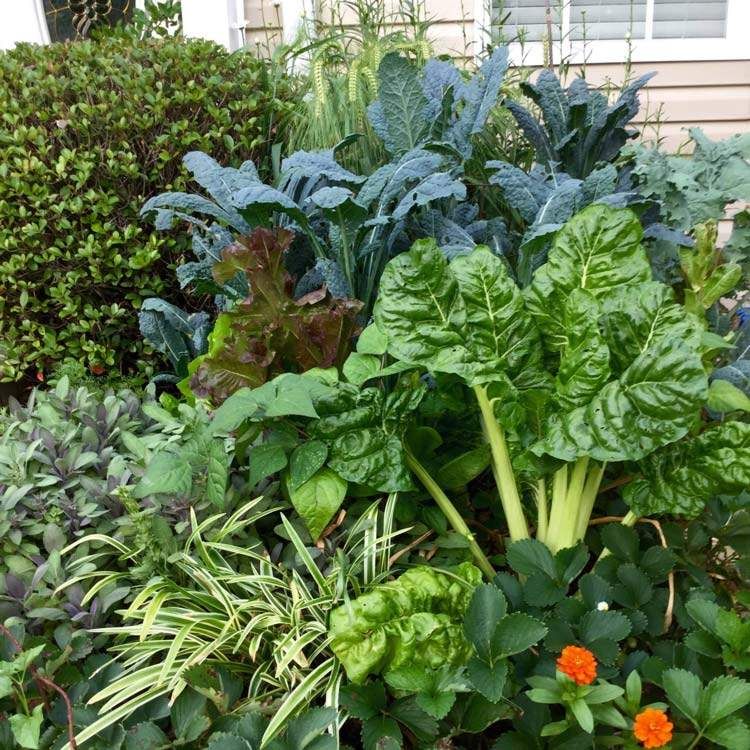 Growing a Bountiful Garden: The Beauty of Edible Landscaping