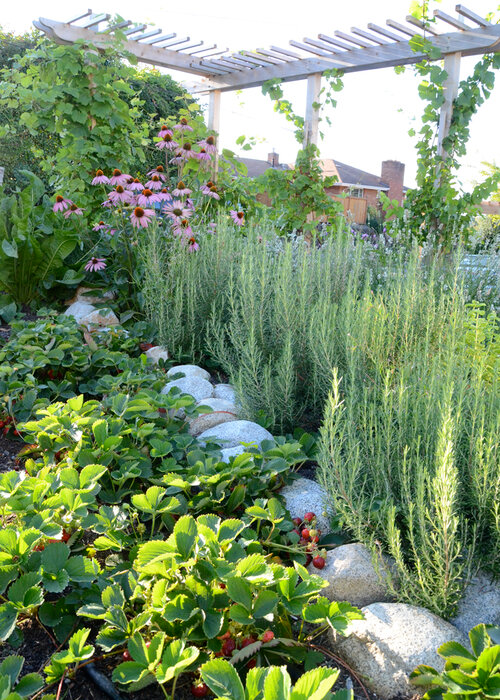 Growing a Delicious Garden: How to Create an Edible Landscape