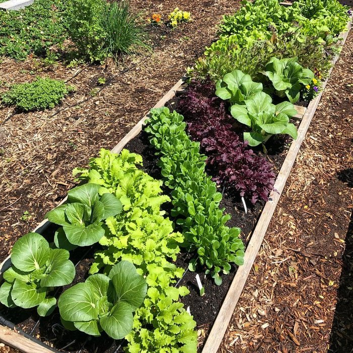 Growing a Variety of Vegetables in Your Garden: A Guide to Stunning Vegetable Garden Designs