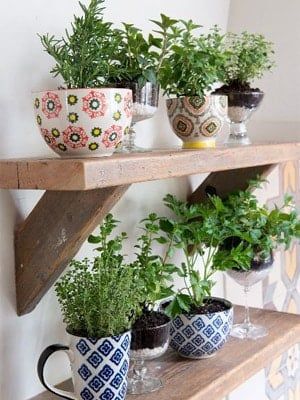 Growing a thriving kitchen herb garden in a planter