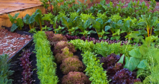 edible landscaping