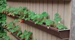 backyard vegetable garden ideas