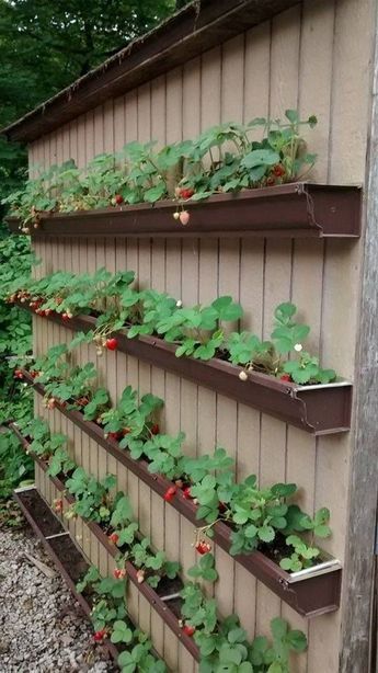 Growing your own fresh produce in a backyard garden