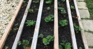 raised garden beds diy