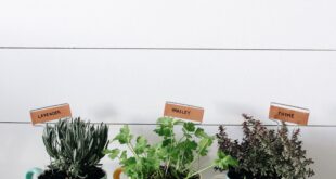 kitchen herb garden planter