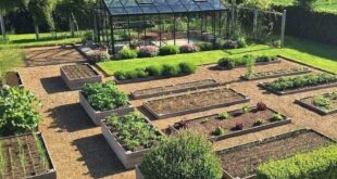 raised bed garden