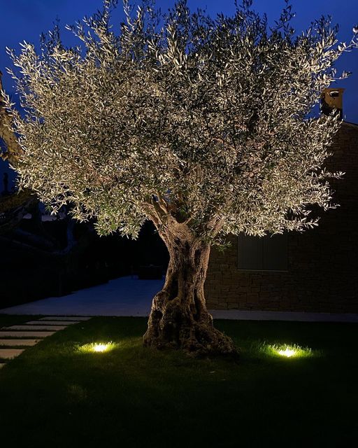 Illuminate Your Outdoor Space: The Beauty of Landscaping Lighting