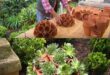 garden ideas diy