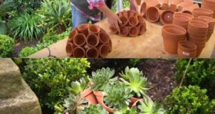 garden ideas diy