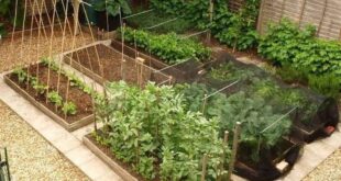 backyard vegetable garden ideas