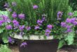 container gardening ideas