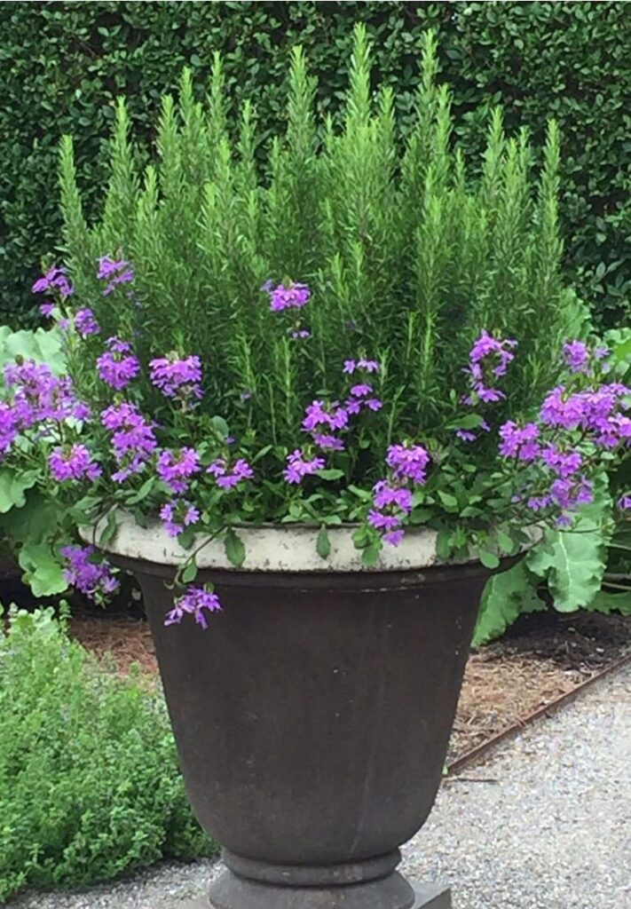 container gardening ideas