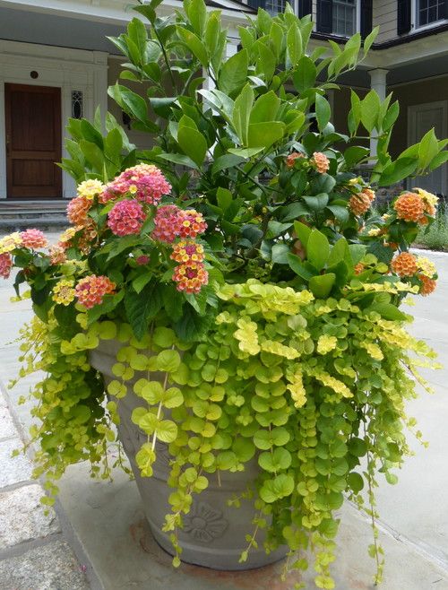 Innovative Ways to Create a Container Garden